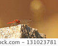 紅蜻蜓在岩石上休息 131023781