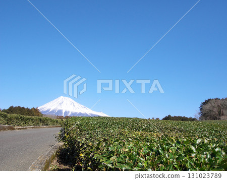 從靜岡的茶田遠眺白雪皚皚的富士山 從靜岡的茶田遠眺白雪皚皚的富士山 131023789