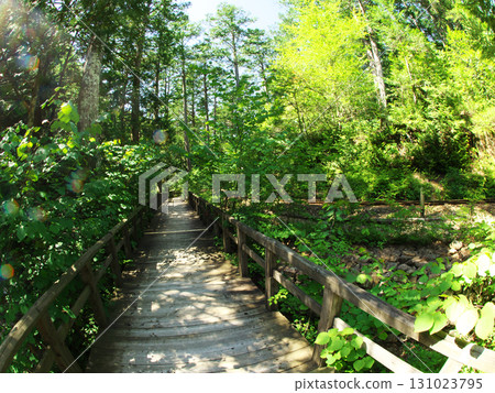 Promenade surrounded by fresh greenery Promenade surrounded by fresh greenery 131023795