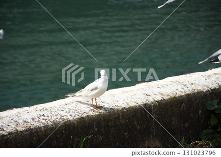 A black-headed gull resting on the concrete of the riverbank 131023796