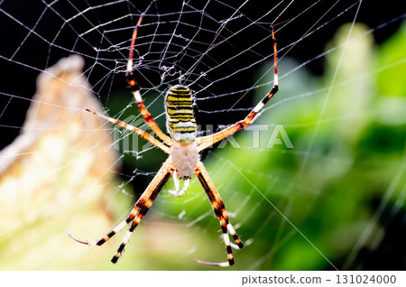 Argiope bruennichi and its nest 131024000
