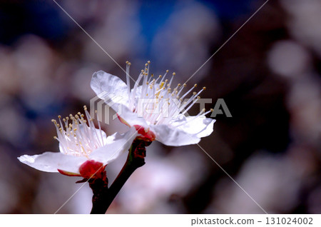 春天，白梅花香四溢 131024002