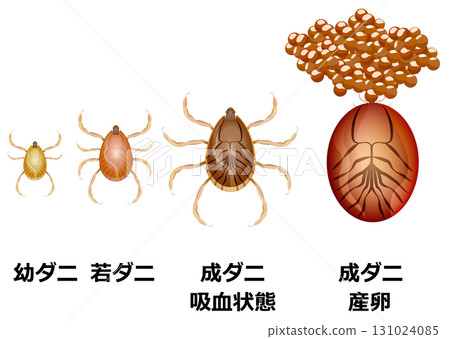 Tick growth Tick growth 131024085