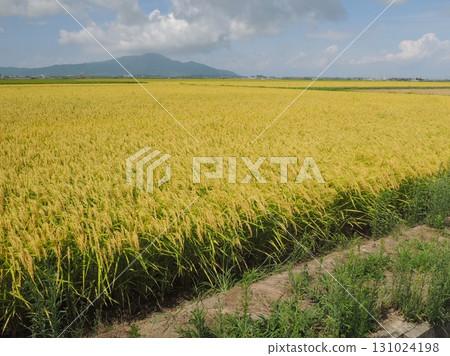 米飯的金耳朵 131024198