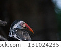 Red-billed Hornbill 131024235