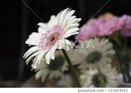 Gerbera flower in bloom at floral market Gerbera flower in bloom at floral market 131024421