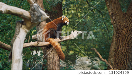 Red Panda Sits On Tree Combing Itself. Ailurus Fulgens Or Lesser Panda Is Small Mammal Native To The Eastern Himalayas And Southwestern China. Red Pandas Are Also Symbol Of Goodness And Good Fortune 131024599