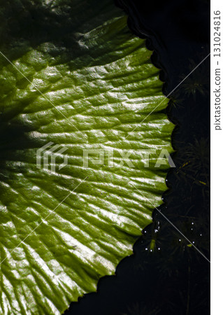 Special Photo: Natsuga Iketo's green pattern 131024816