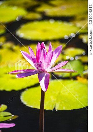 Ning Jingzhimei: Lotus flower in the middle of a pond 131024818