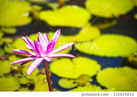 寧靜之美：池塘裡的蓮花 131024819