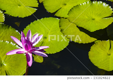 寧靜之美：池塘裡的蓮花 131024822