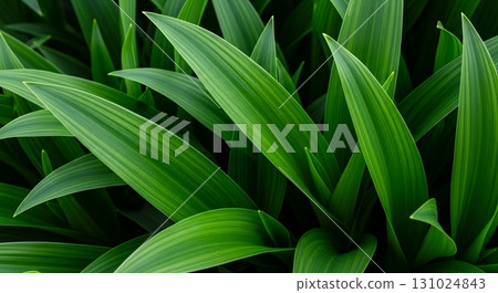 讓人忍不住想深呼吸的潔淨自然 室內植物葉子的特寫 131024843