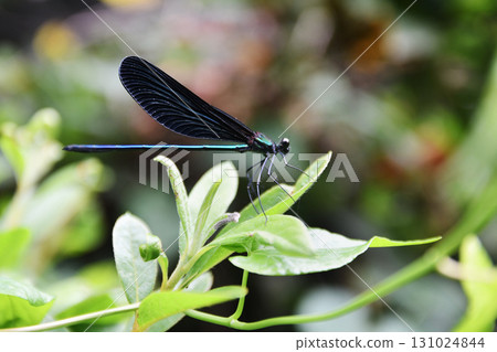 Atrocalopteryx蟬 131024844