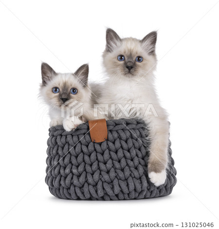 Sacred Birman kittens on white 131025046