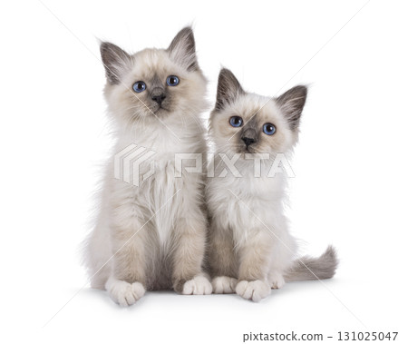 Sacred Birman kittens on white 131025047