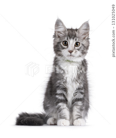 Grey cat kitten on white background 131025049