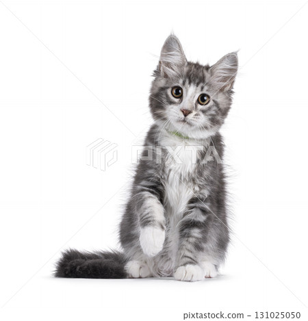 Grey cat kitten on white background Grey cat kitten on white background 131025050