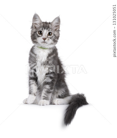 Grey cat kitten on white background Grey cat kitten on white background 131025051