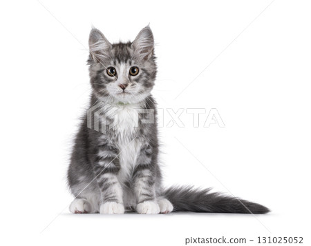 Grey cat kitten on white background Grey cat kitten on white background 131025052