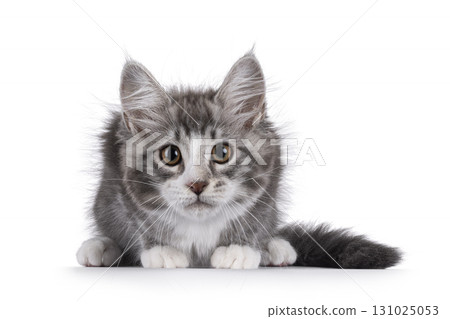 Grey cat kitten on white background 131025053