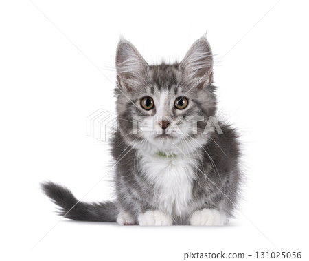 Grey cat kitten on white background Grey cat kitten on white background 131025056