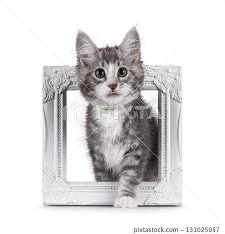 Grey cat kitten on white background 131025057