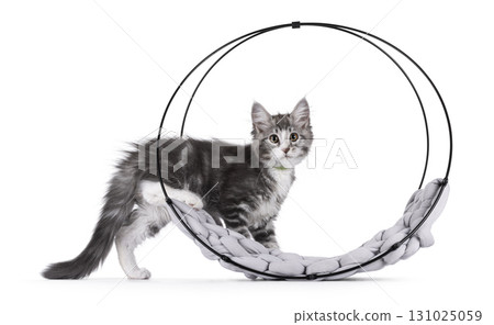 Grey cat kitten on white background 131025059