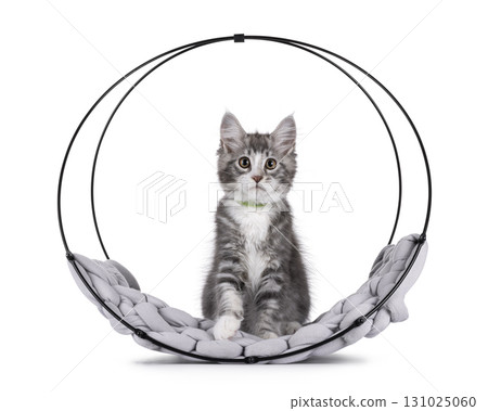 Grey cat kitten on white background 131025060