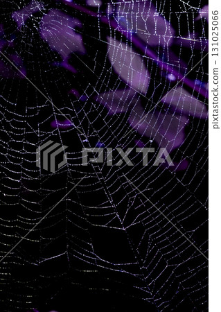 Spooky spiderweb spider web with water droplets close up background Spooky spiderweb spider web with water droplets close up background 131025066