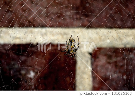 Spooky spiderweb spider web with water droplets close up background 131025103
