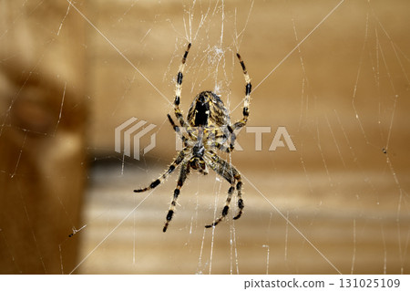 Spooky spiderweb spider web with water droplets close up background Spooky spiderweb spider web with water droplets close up background 131025109