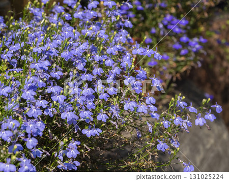 Blue small summer flowers in the background Blue small summer flowers in the background 131025224