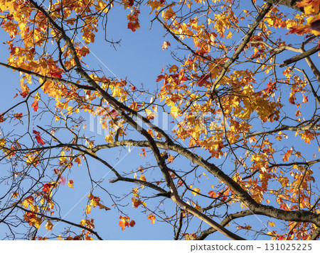 Autumn tree with yellow leaves on blue sky background Autumn tree with yellow leaves on blue sky background 131025225