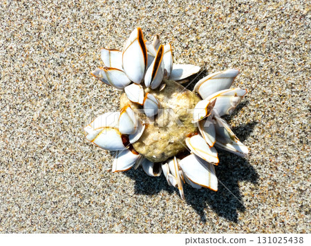 Eboshigai (Eboshi shell) 131025438