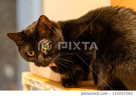 Black cat  131025562