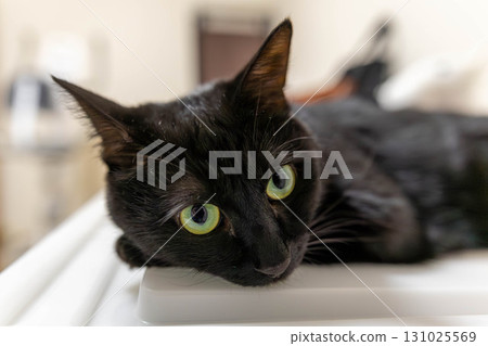 黑貓 黑貓 131025569