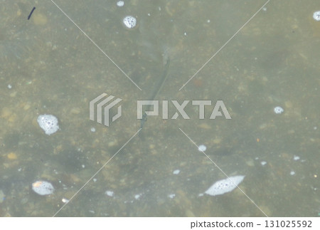 一條細長的魚在海裡遊動 一條細長的魚在海裡遊動 131025592