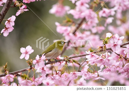 White-eye 131025851