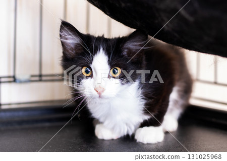 A small black and white kitten with bright yellow eyes is inside a cage 131025968