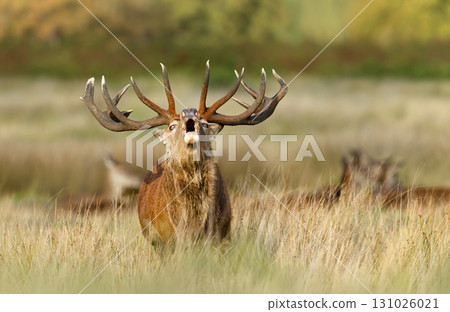 Majestic red deer stag calling during the rut in autumn 131026021