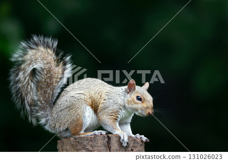 Curious young grey squirrel standing on a tree stump 131026023
