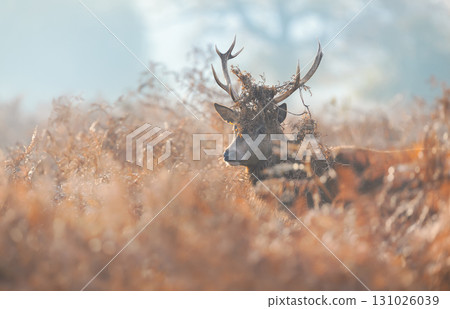 Portrait of a young red deer stag with bracken on antlers during the rut in autumn 131026039