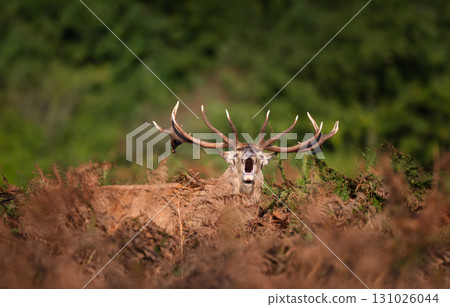 Majestic red deer stag calling during the rut in autumn 131026044