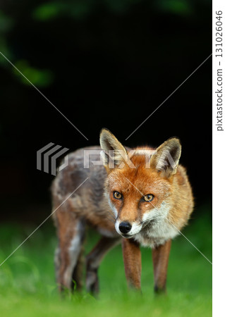 Portrait of a red fox standing on green grass in a meadow 131026046