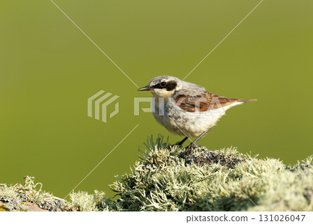 Northern wheatear on lichen covered rock 131026047