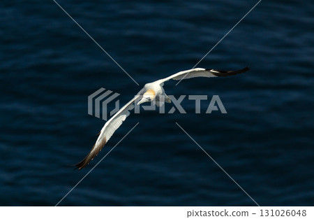Northern gannet in flight over the blue sea 131026048