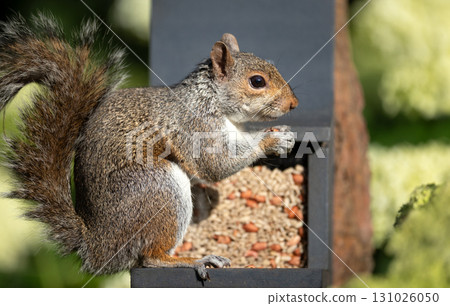 Portrait of a grey squirrel eating nuts and seeds on a squirrel feeder 131026050