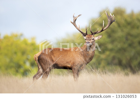 Majestic red deer stag with large antlers in autumn meadow Majestic red deer stag with large antlers in autumn meadow 131026053