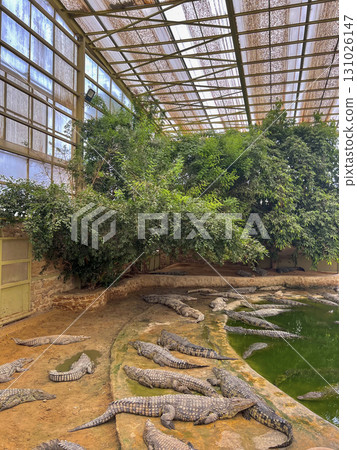 Crocodiles basking under the sun in the Djerba crocodile farm in Tunisia, showcasing their natural 131026147
