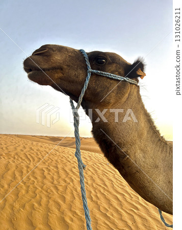 Dromedaries resting on the sandy dunes of Douz in the Tunisian desert during sunset Dromedaries resting on the sandy dunes of Douz in the Tunisian desert during sunset 131026211